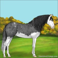 Horse Color:Blue Roan Splash Snowflake Varnish 