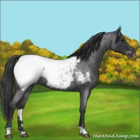 Horse Color:Blue Roan Appaloosa 