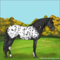 Horse Color:Blue Roan Near Leopard 