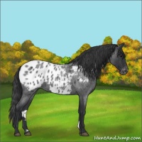 Horse Color:Blue Roan Appaloosa
