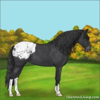 Horse Color:Blue Roan Appaloosa 