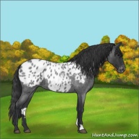 Horse Color:Blue Roan Appaloosa 