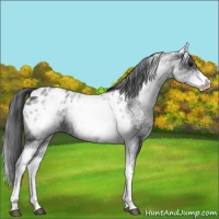 Horse Color:White Spotted Blue Roan Appaloosa 