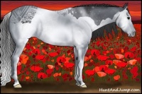 Horse Color:Black Splash Rabicano