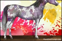 Horse Color:Nacre White Spotted Brown Dun Rabicano