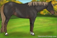 Horse Color:Liver Chestnut