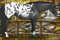 Horse Color:Black Appaloosa