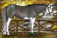 Horse Color:Black Splash