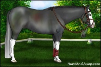 Horse Color:Black Splash 