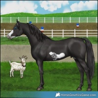 Horse Color:Smoky Black Frame 