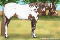 Horse Color:White Spotted Liver Chestnut Snowcap 