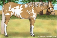 Horse Color:White Spotted Palomino