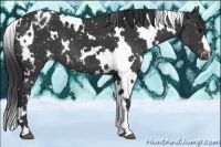 Horse Color:White Spotted Black Snowflake Varnish 