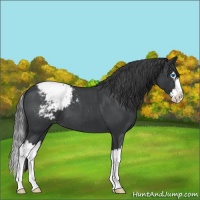 Horse Color:Blue Roan Splash Varnish 