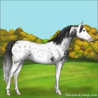 Horse Color:Blue Roan Splash Appaloosa 