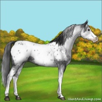 Horse Color:White Spotted Blue Roan Blanket 