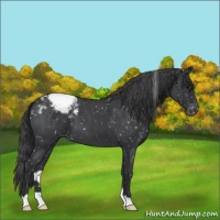Horse Color:Blue Roan Snowflake Varnish