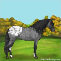 Horse Color:Blue Roan Appaloosa 