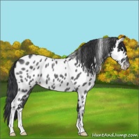 Horse Color:Blue Roan Near Leopard 