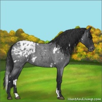 Horse Color:White Spotted Blue Roan Varnish 