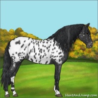 Horse Color:Blue Roan Appaloosa 