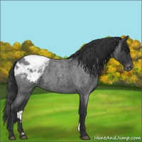 Horse Color:Blue Roan Appaloosa 