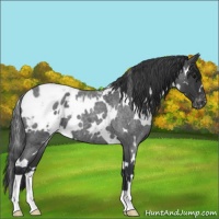 Horse Color:White Spotted Blue Roan Blanket 