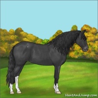 Horse Color:Blue Roan Appaloosa 