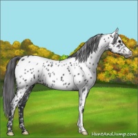 Horse Color:Blue Roan Appaloosa 