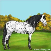 Horse Color:Black Near Leopard 