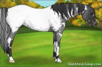 Horse Color:White Spotted Blue Roan Appaloosa