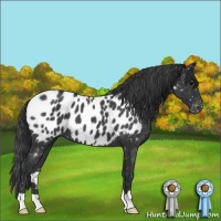 Horse Color:Blue Roan Near Leopard 