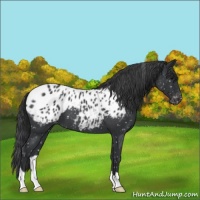 Horse Color:Blue Roan Appaloosa 