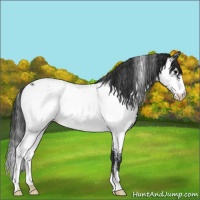 Horse Color:White Spotted Black Near Fewspot 