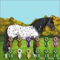Horse Color:Blue Roan Appaloosa 