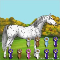 Horse Color:Blue Roan Appaloosa 