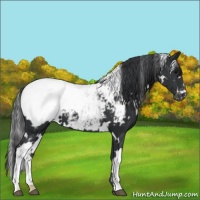 Horse Color:White Spotted Black Near Fewspot 