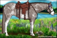 Horse Color:White Spotted Liver Red Roan