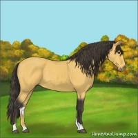 Horse Color:Buckskin 