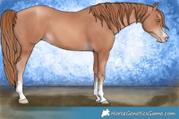 Horse Color:Gold Champagne 