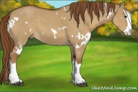 Horse Color:White Spotted Red Dun Roan Splash