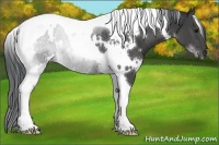 Horse Color:White Spotted Black Tobiano Rabicano