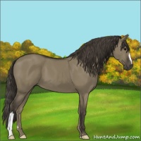 Horse Color:Unknown 