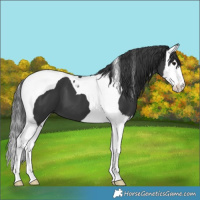 Horse Color:Black Splash Tobiano 