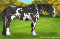 Horse Color:White Spotted Liver Chestnut Sabino 