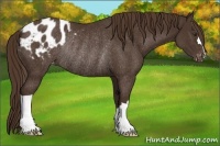 Horse Color:Liver Chestnut Blanket Rabicano 