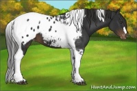 Horse Color:Liver Chestnut Tobiano Appaloosa 