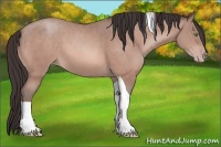 Horse Color:Sable Champagne Tobiano