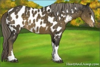 Horse Color:Chocolate Palomino Appaloosa 
