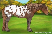 Horse Color:Liver Chestnut Appaloosa 